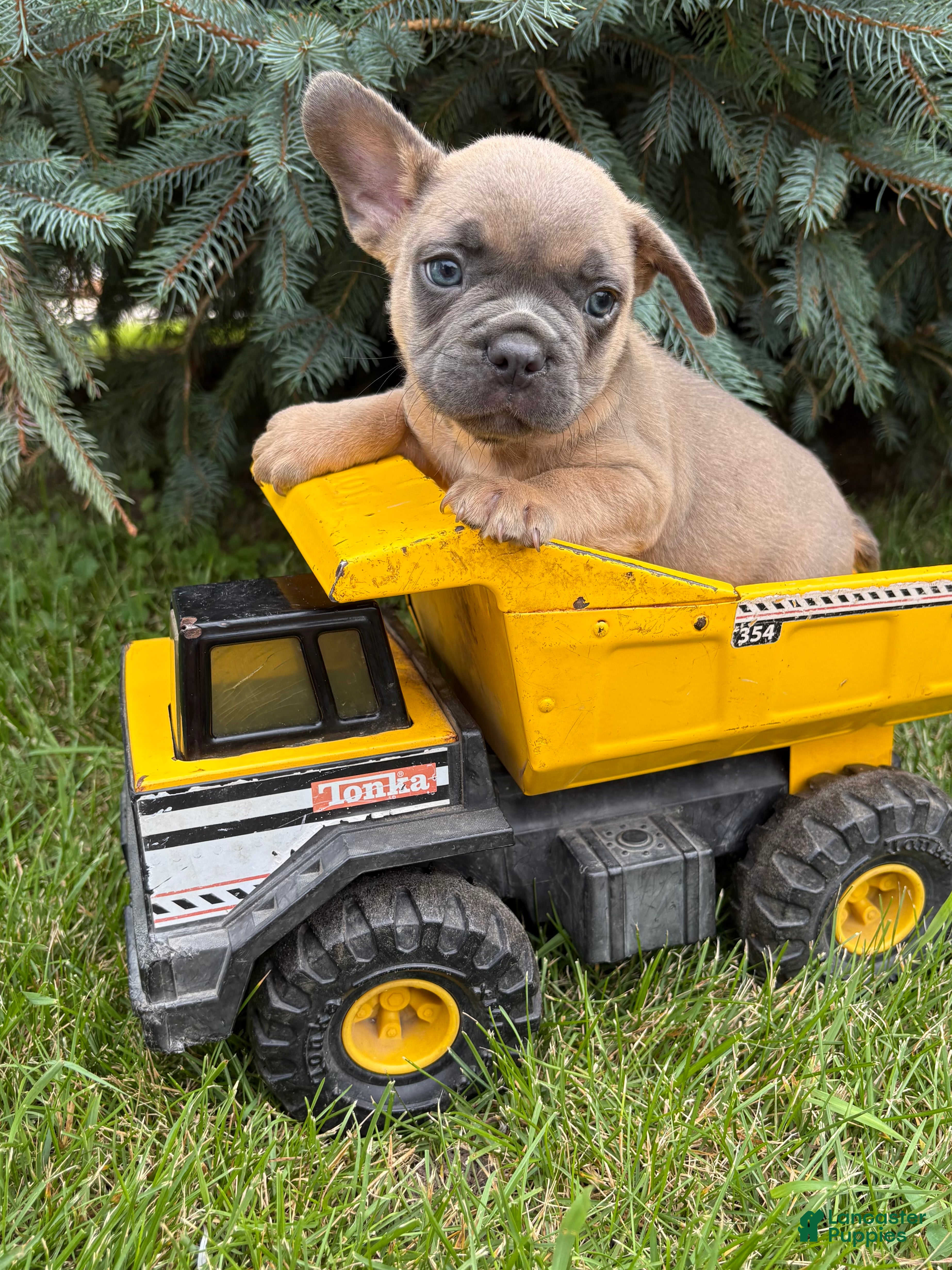French Bulldog dogs Duke - Ad 2