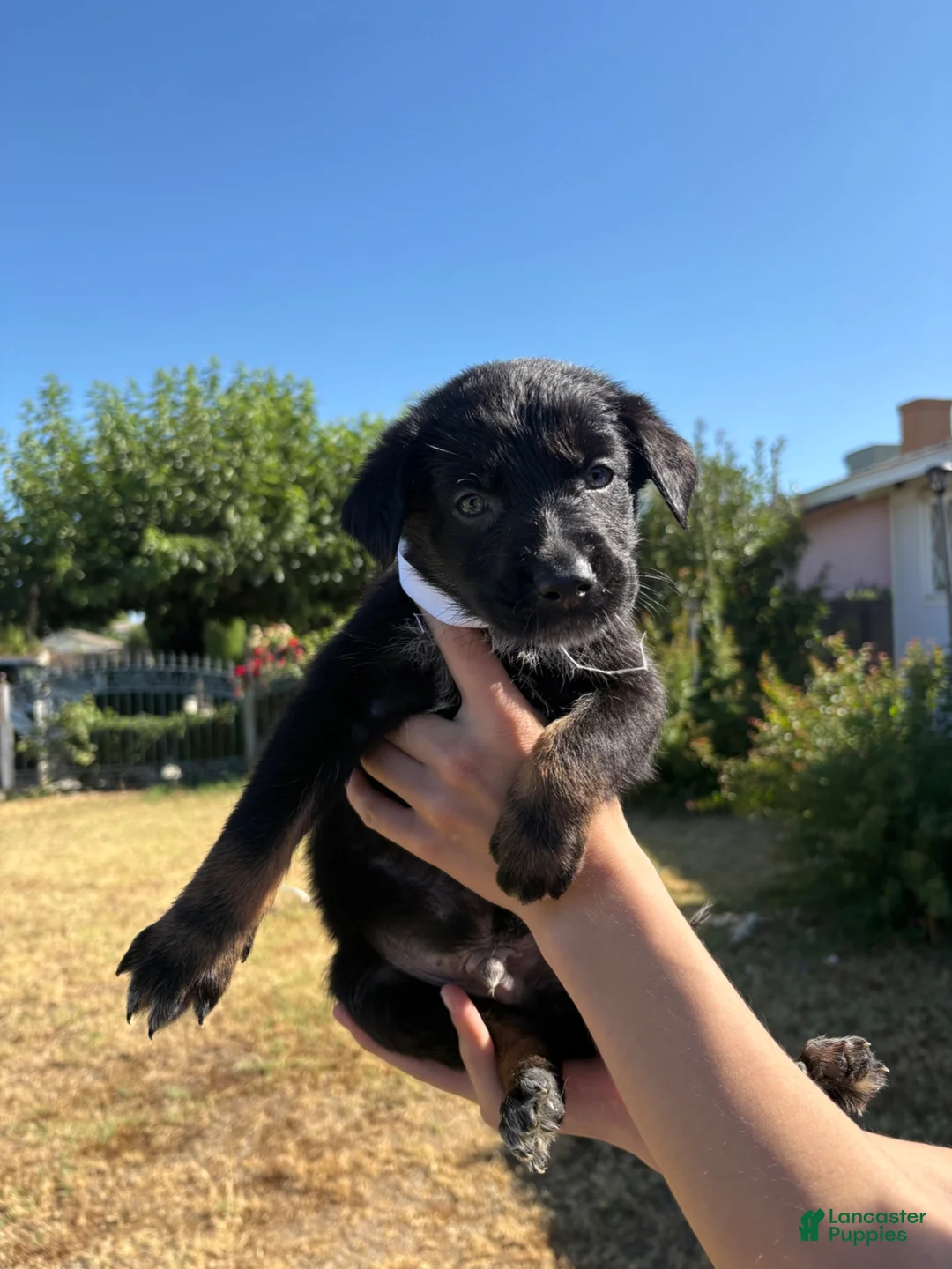 Mixed Breed dogs for sale: Frankenstein - Ad 1