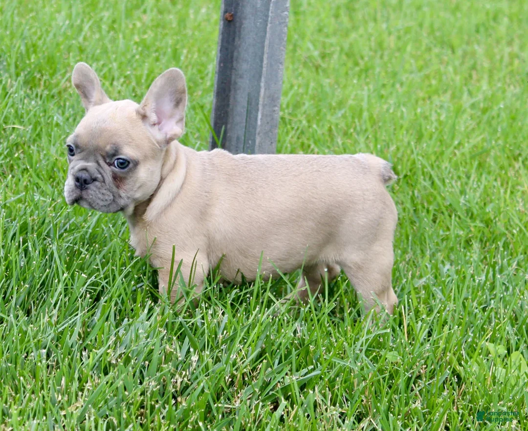 French Bulldog dogs for sale: Sheri - Ad 2