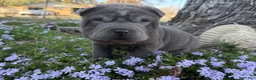 Shar Pei dogs for sale: Mickey - Ad 6