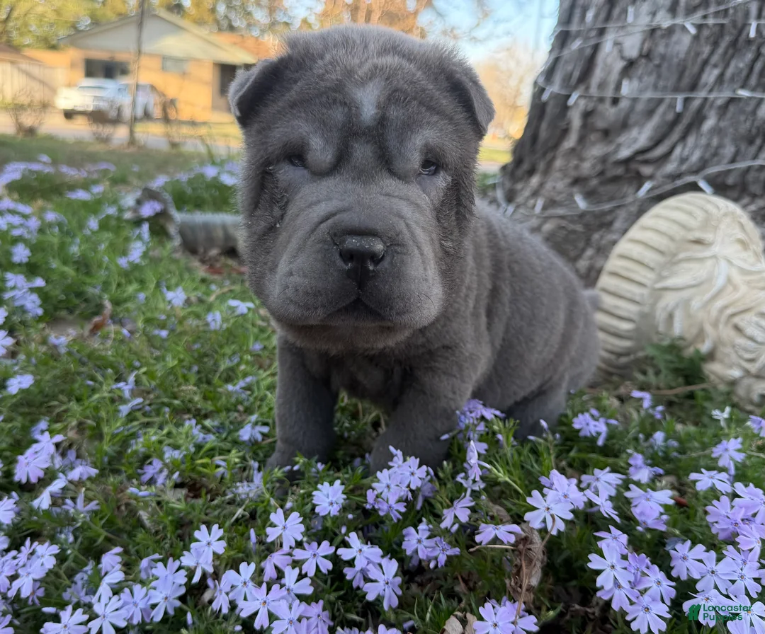 Shar Pei dogs for sale: Mickey - Ad 6