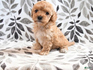 Havapoo dogs Delores - Ad 42