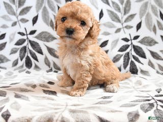 Havapoo dogs Delores - Ad 38