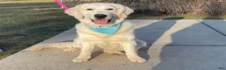 Goldendoodle dogs for sale: Savannah - Ad 2