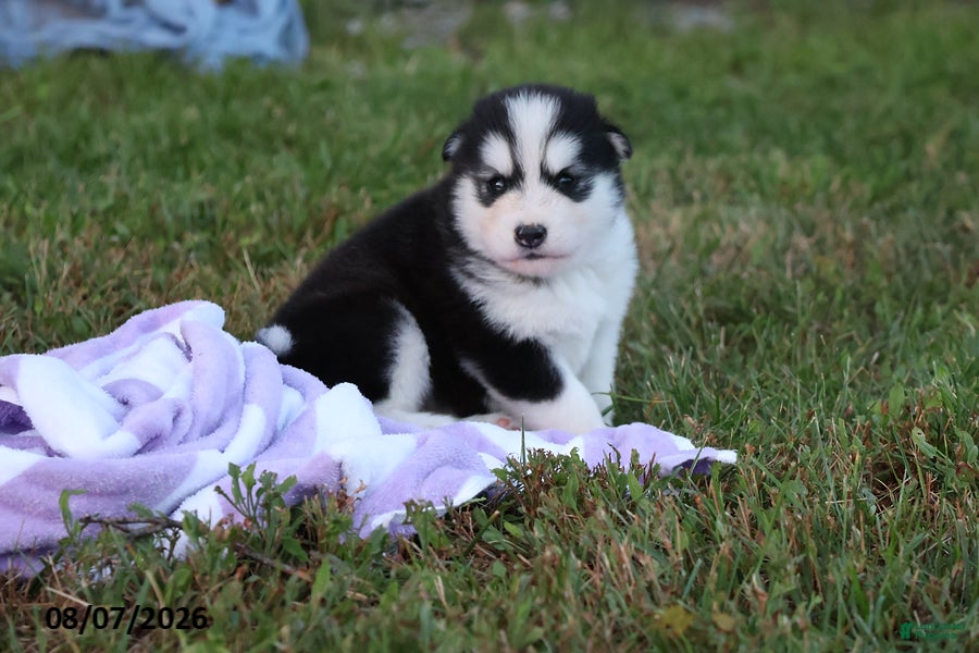 Alaskan Malamute dogs Cascade - Ad 1