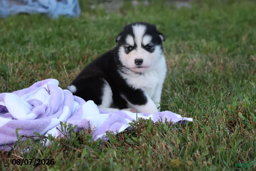 Alaskan Malamute dogs for sale: Cascade - Ad 1