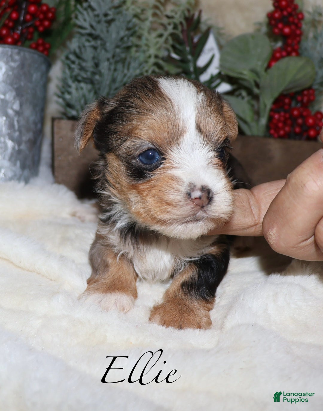 Yorkshire Terrier dogs for sale: Ella - blue merle - Ad 3