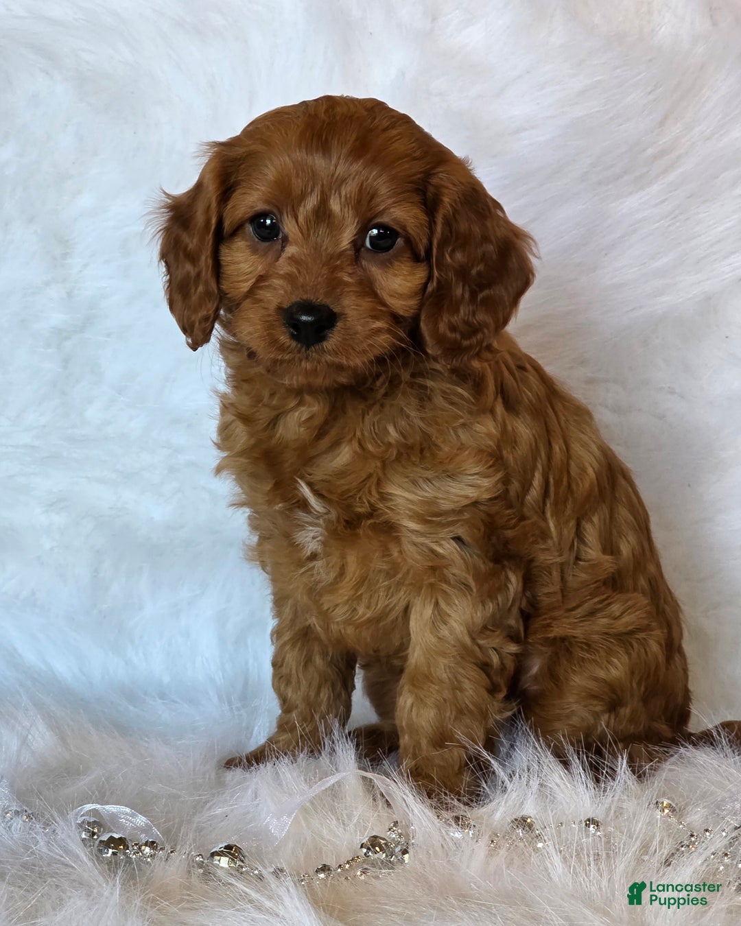 Cavapoo dogs for sale: Taylor - Ad 4