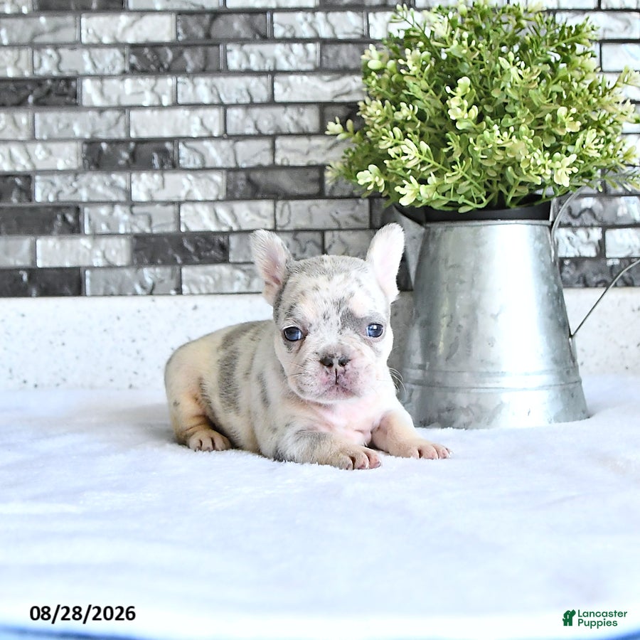 French Bulldog dogs Lettie - Ad 1