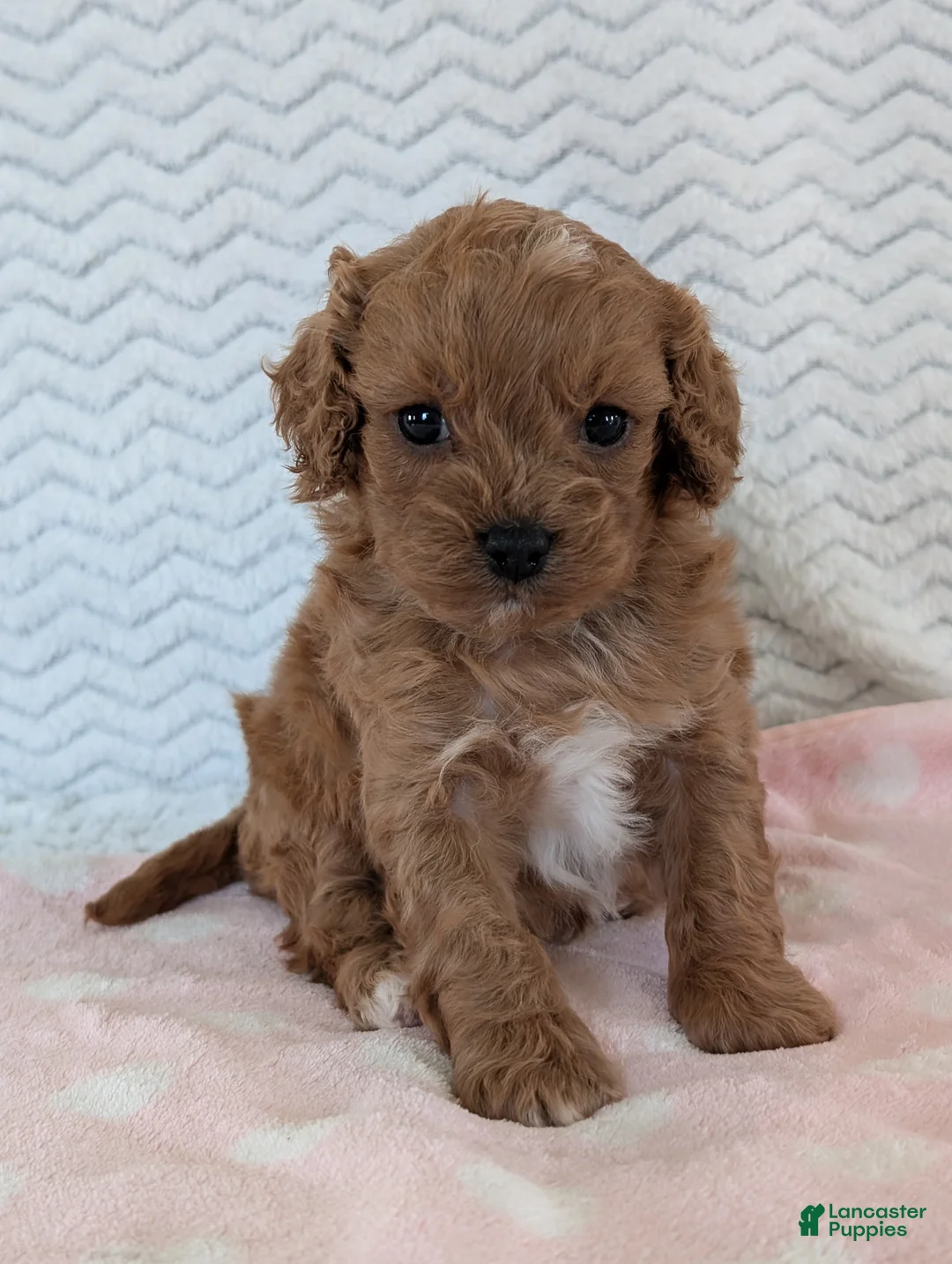 Cavapoo dogs for sale: Ellie - Ad 22