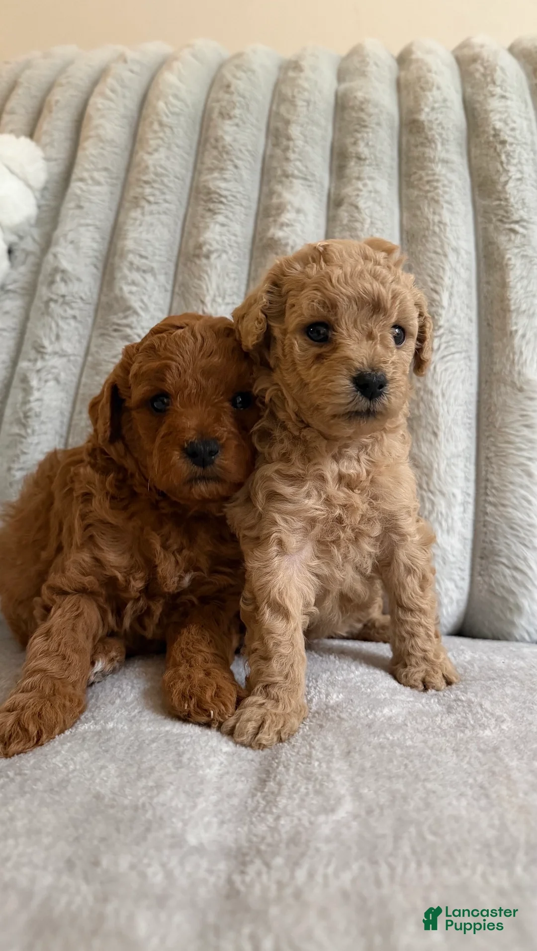 Toy Poodle dogs for sale: Milo - Ad 2