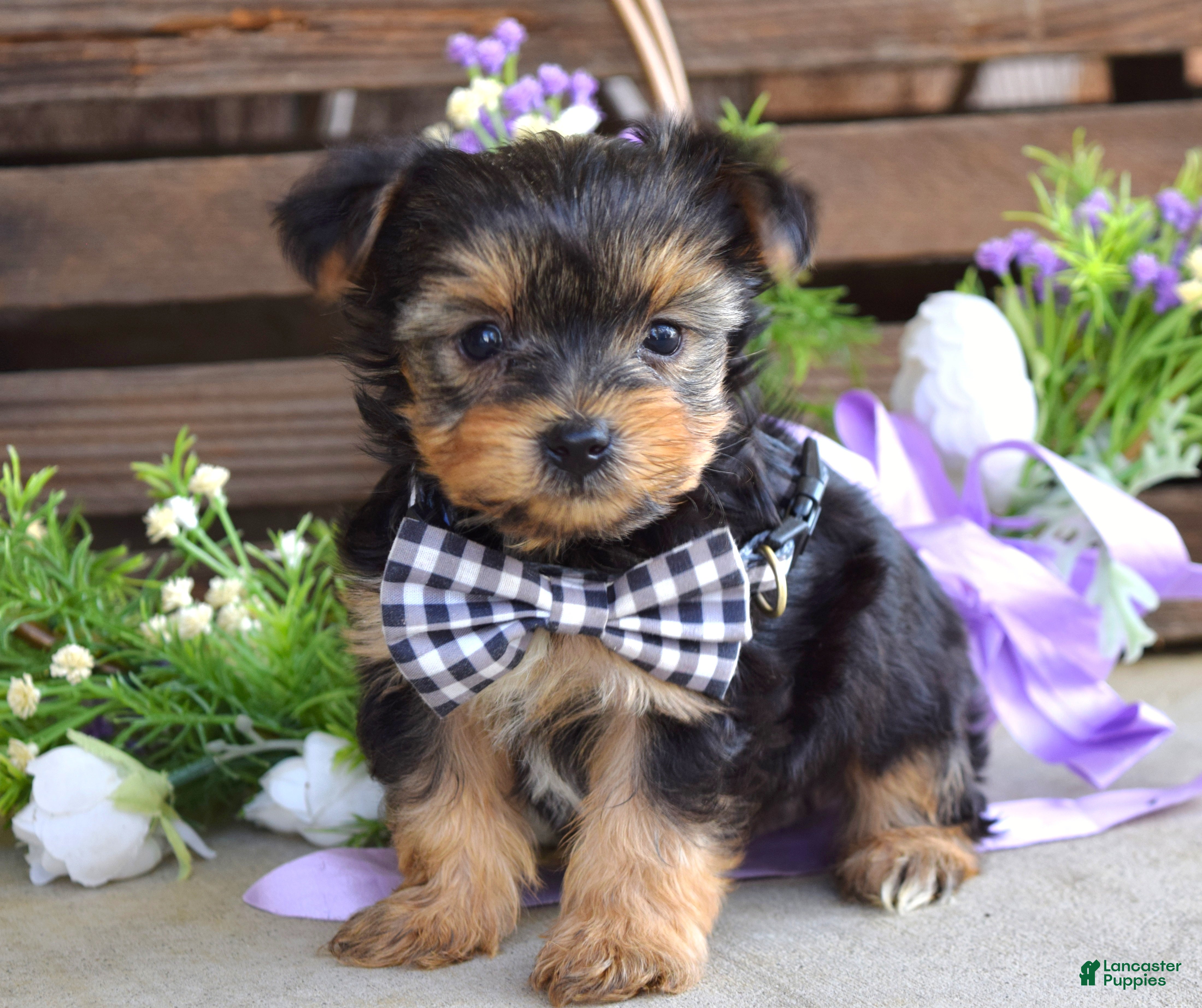 Yorkshire Terrier dogs Coby - Ad 37