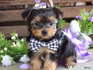 Yorkshire Terrier dogs Coby - Ad 15