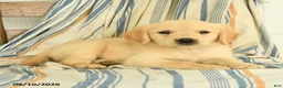 Golden Retriever dogs for sale: Joanna - Ad 3