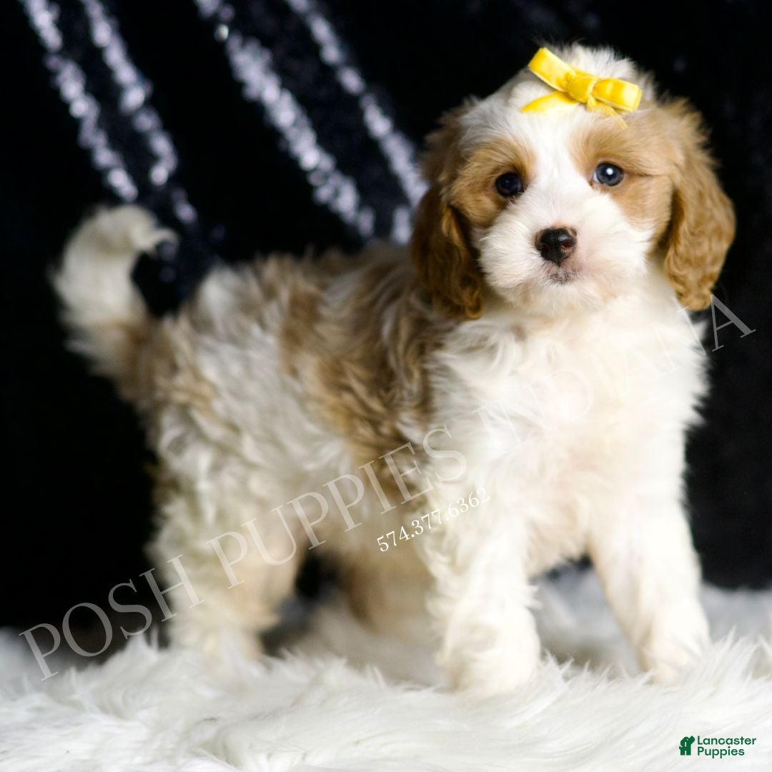Cavapoo dogs Sage - Ad 15