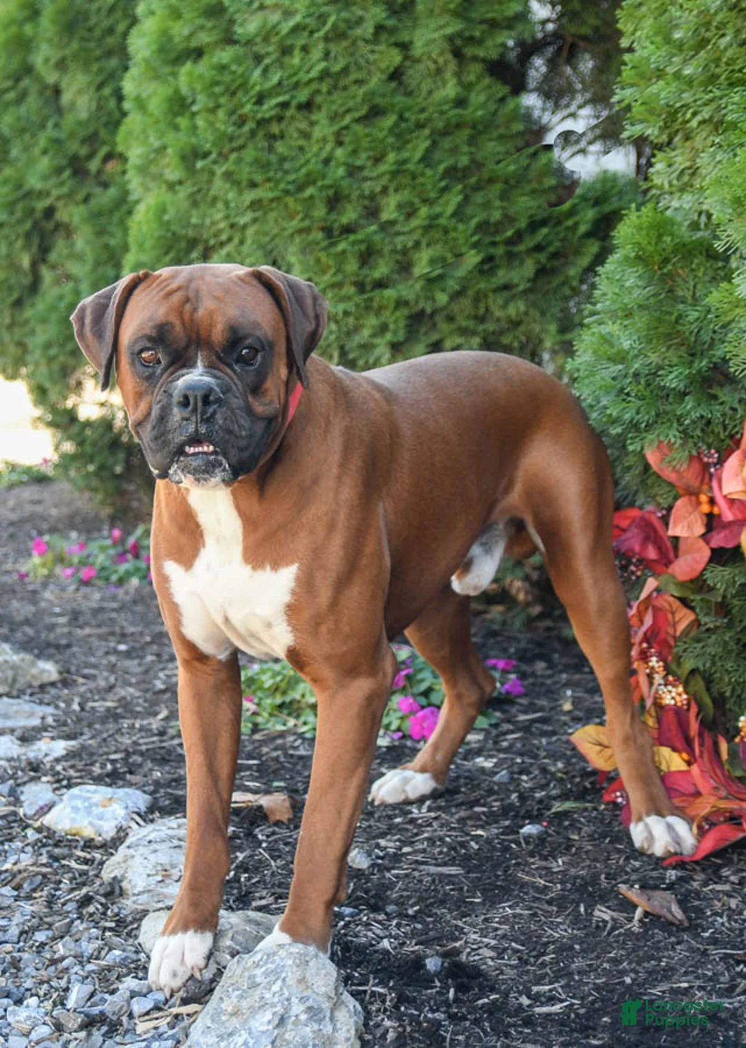 Gallery Image {{count}}