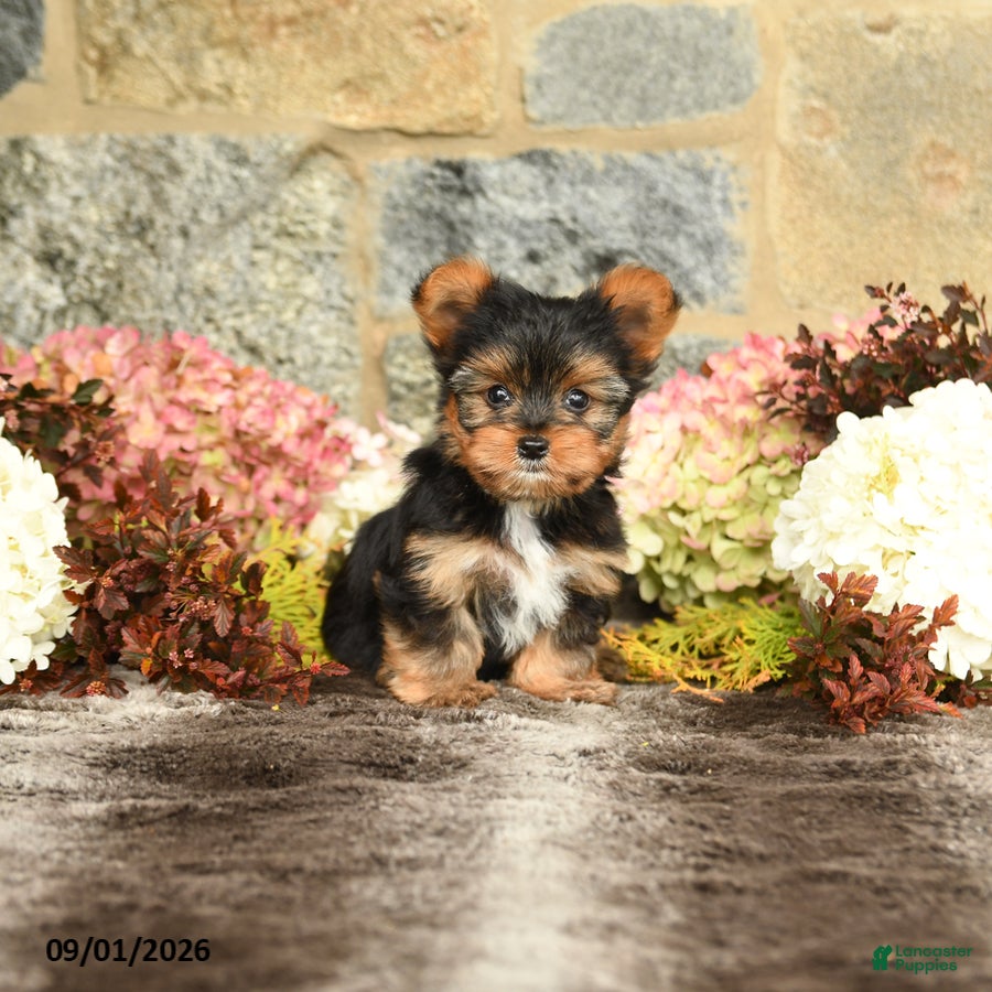 Yorkshire Terrier dogs Nathan - Ad 1