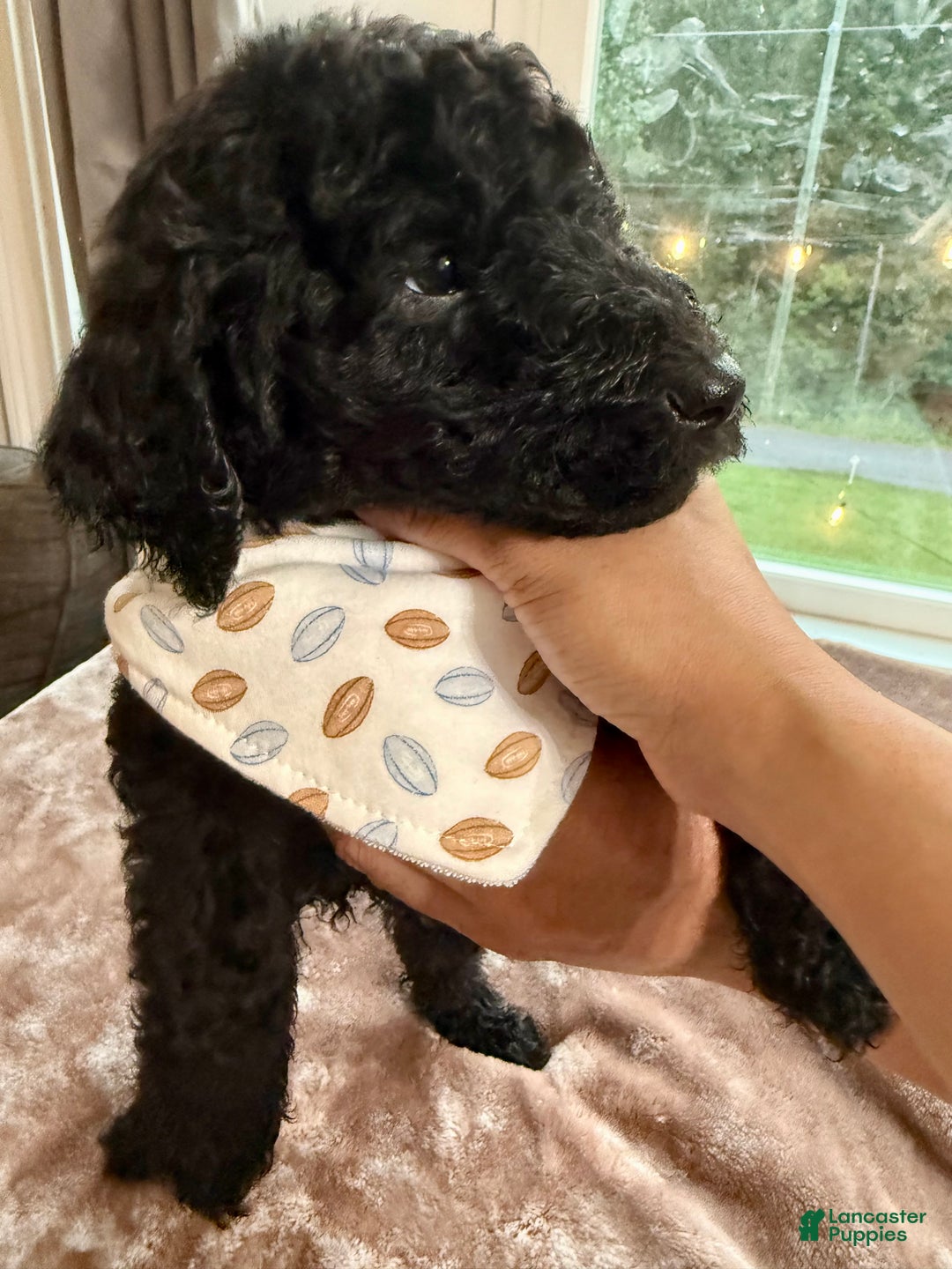 Standard Poodle dogs for sale: Standard Poodle Puppy 3 - Ad 2