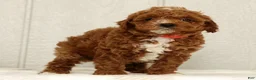 Cavapoo dogs for sale: Lexie - Ad 3