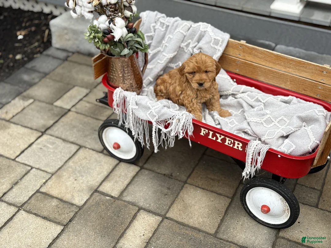 Goldendoodle dogs for sale: Ona - Ad 2