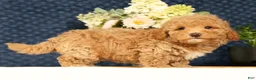 Havapoo dogs for sale: Hoover - Ad 6