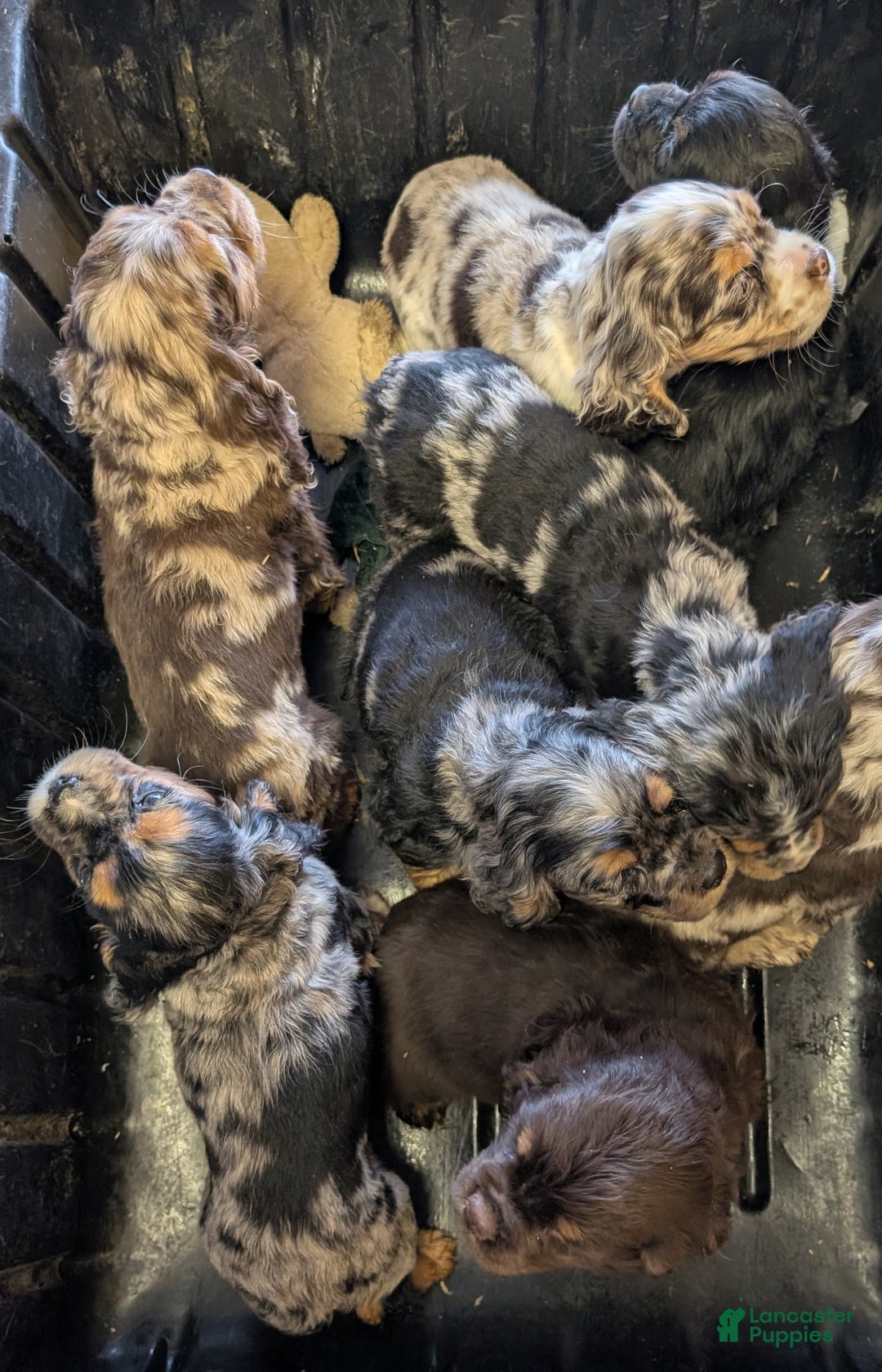 Cocker Spaniel dogs for sale: Wade - Ad 7