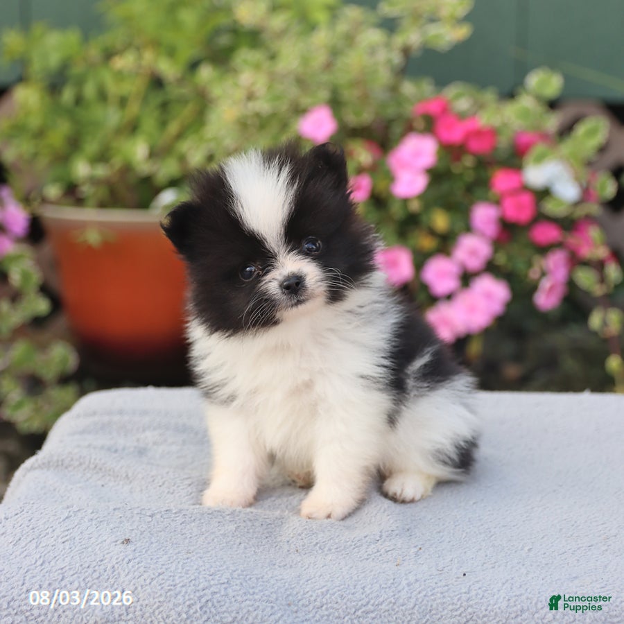 Pomeranian dogs Cream Puff - Ad 1