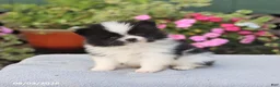 Pomeranian dogs for sale: Cream Puff - Ad 1