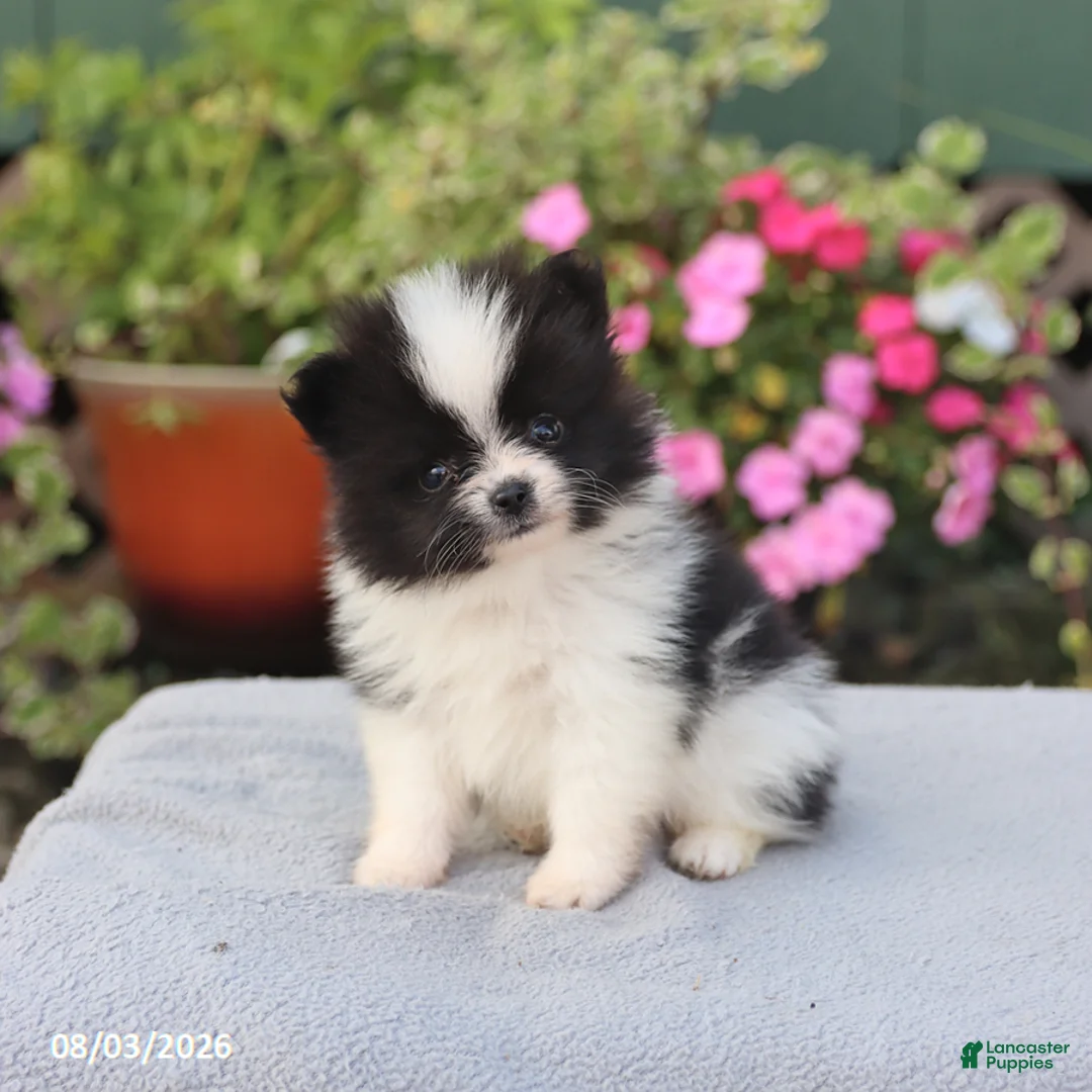 Pomeranian dogs for sale: Cream Puff - Ad 1