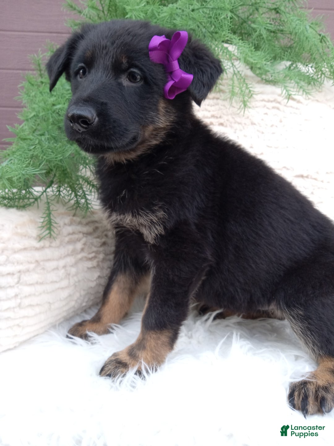German Shepherd dogs for sale: Roxy  - Ad 2