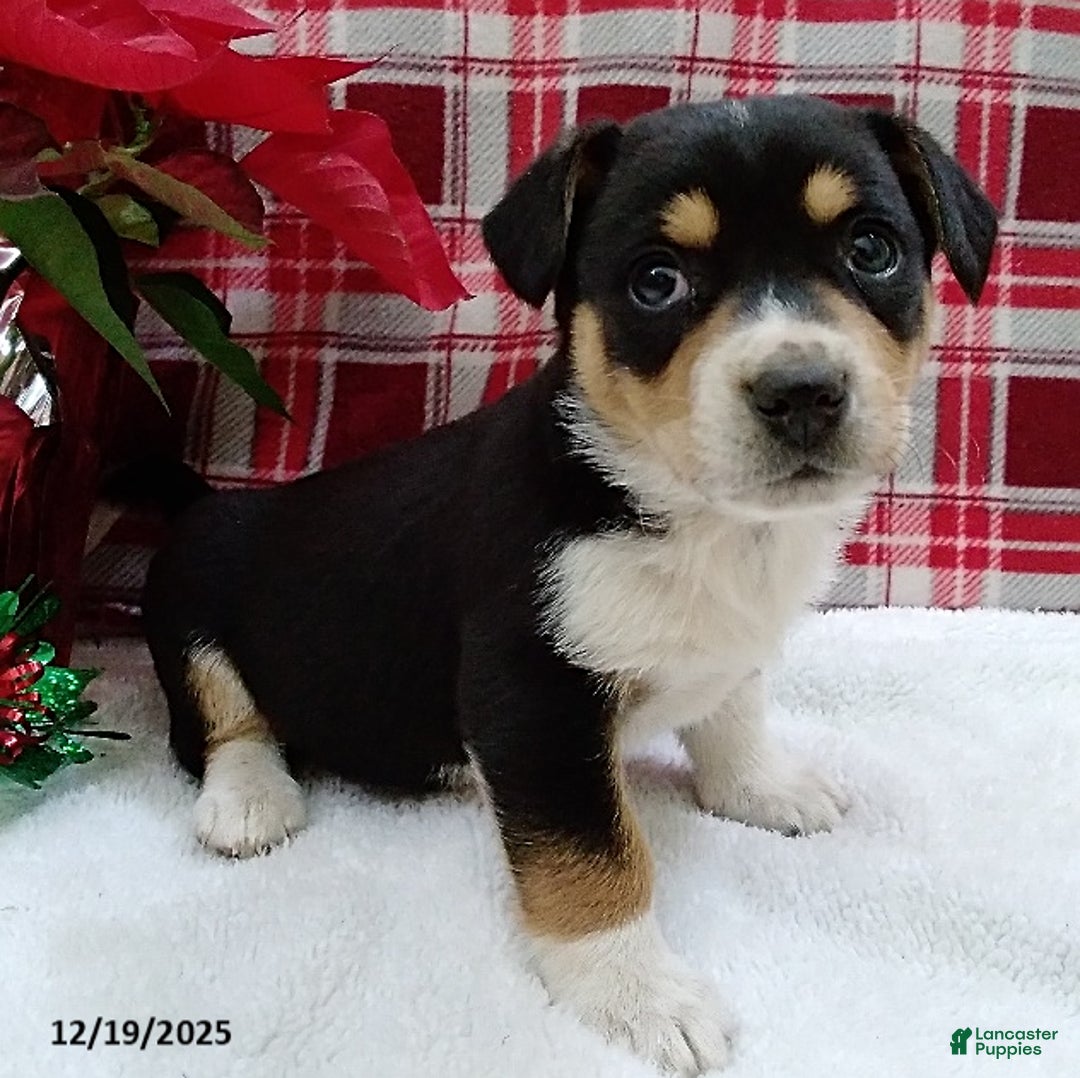 Mixed Breed dogs for sale: Toro - Ad 3