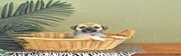 Mixed Breed dogs for sale: Candy - Ad 3