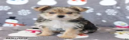 Morkie dogs for sale: Ziggy - Ad 1