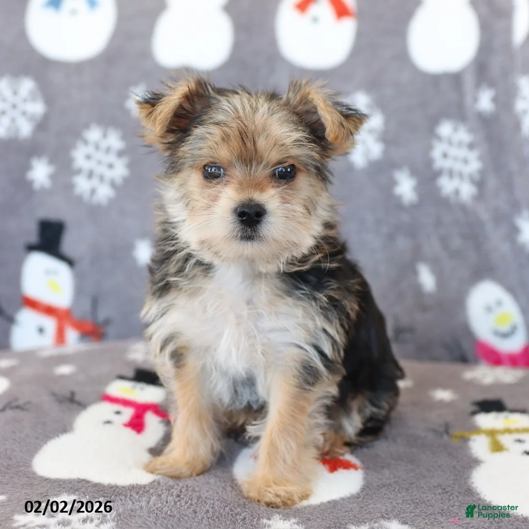 Morkie dogs for sale: Ziggy - Ad 1