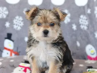 Morkie dogs Ziggy - Ad 3