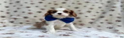 Cavalier King Charles Spaniel dogs for sale: Owen - Ad 6