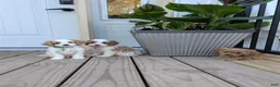 Cavapoo dogs for sale: Phillip  - Ad 10