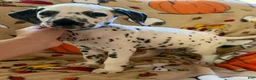 Dalmatian dogs for sale: Blue/Purple - Ad 2