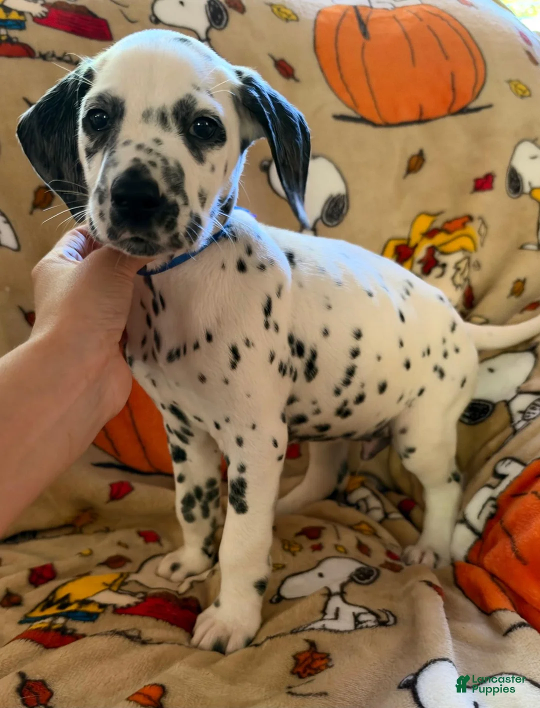 Dalmatian dogs for sale: Blue/Purple - Ad 2
