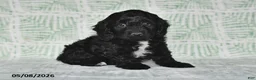Cockapoo dogs for sale: Milo - Ad 1