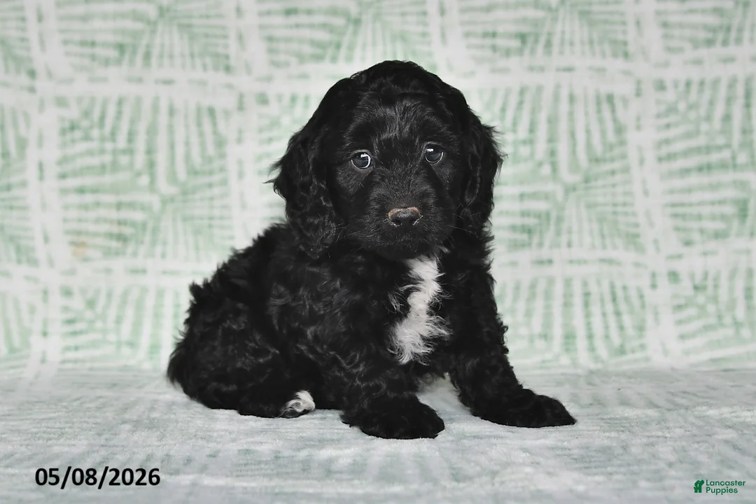Cockapoo dogs for sale: Milo - Ad 1