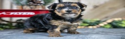 Yorkshire Terrier dogs for sale: Poppy - Ad 1