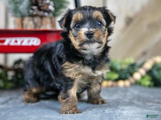 Yorkshire Terrier dogs Poppy - Ad 33