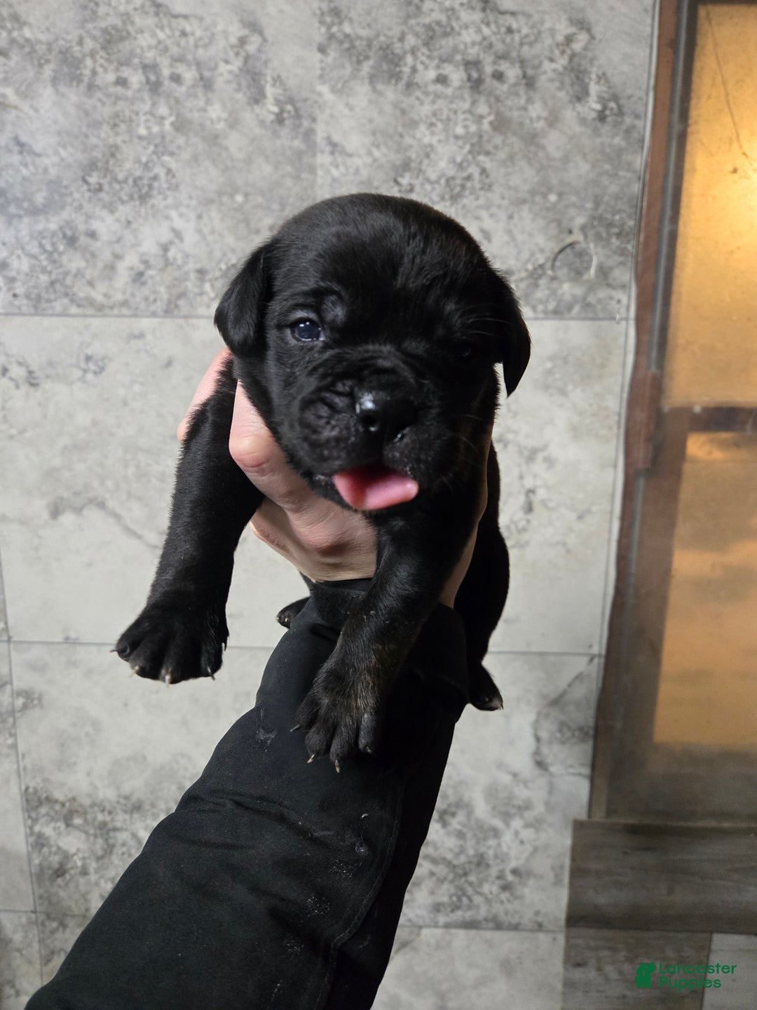 Cane Corso dogs for sale: Luigi  - Ad 3