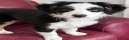 Mixed Breed dogs for sale: Breakfast Club - Ad 2