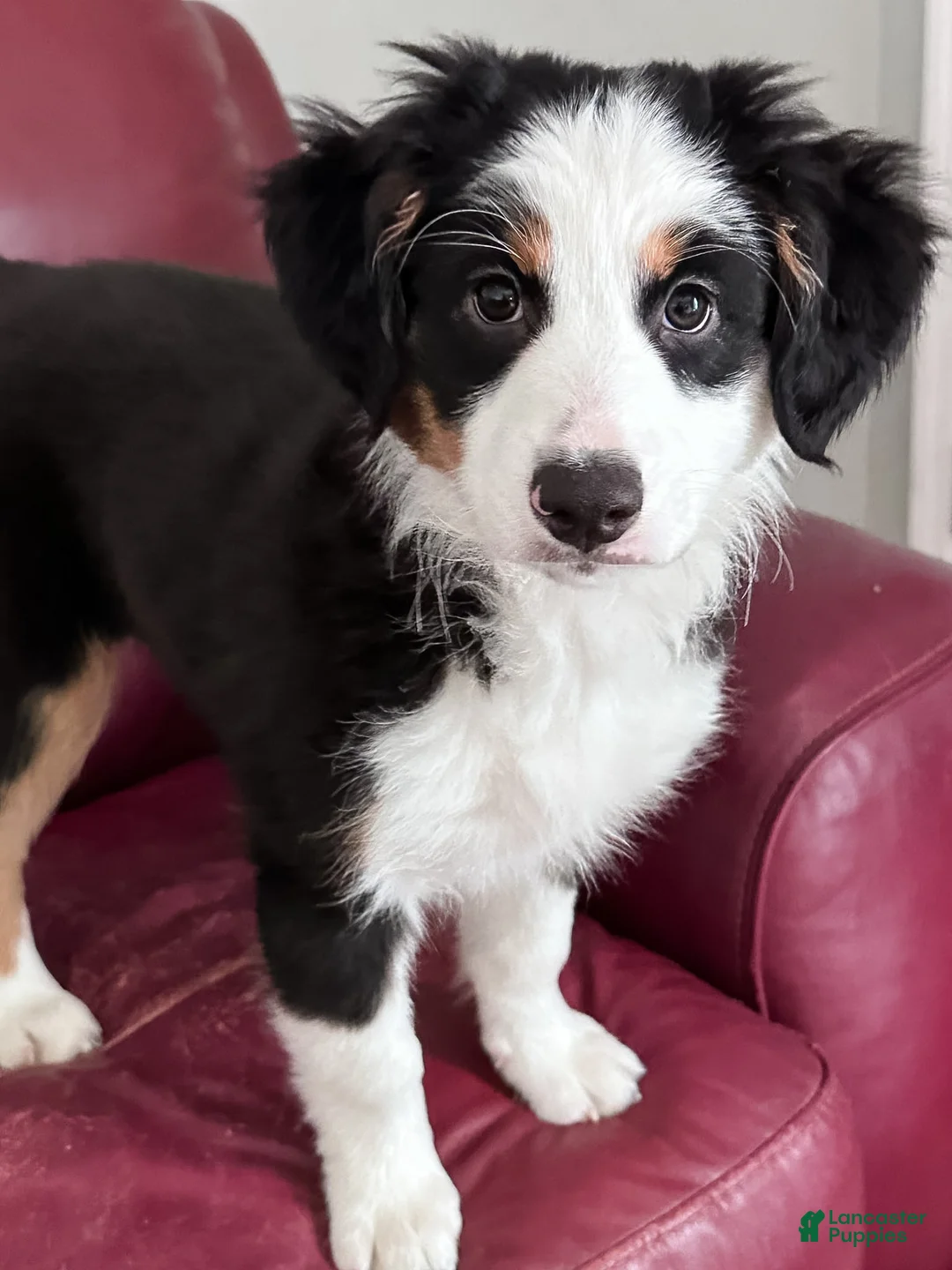 Mixed Breed dogs for sale: Breakfast Club - Ad 2