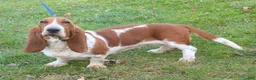 Basset Hound dogs for sale: Oscar Basset Hound  - Ad 7