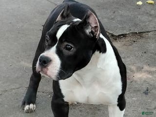 American Bully dogs American Bully Puppy 2 - Ad 34