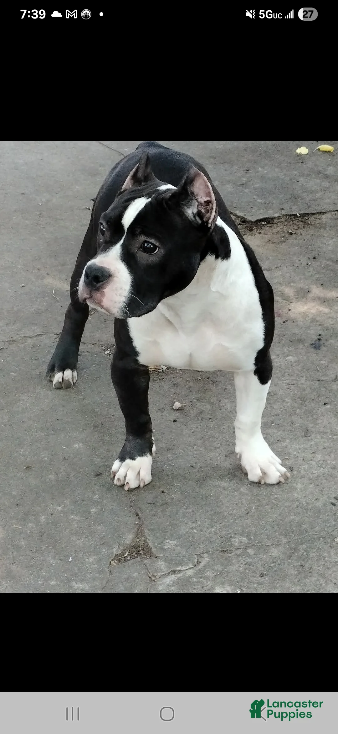 American Bully dogs for sale: American Bully Puppy 2 - Ad 1