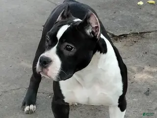 American Bully dogs American Bully Puppy 2 - Ad 30